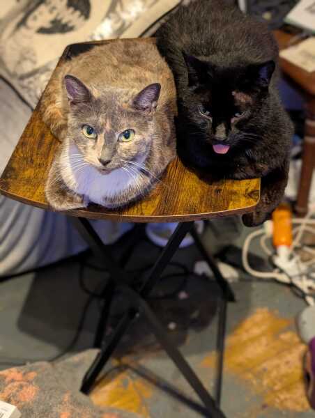 Rodents and Risk Assessments - the Excellent Cats applaud Gizmo's recent achievements