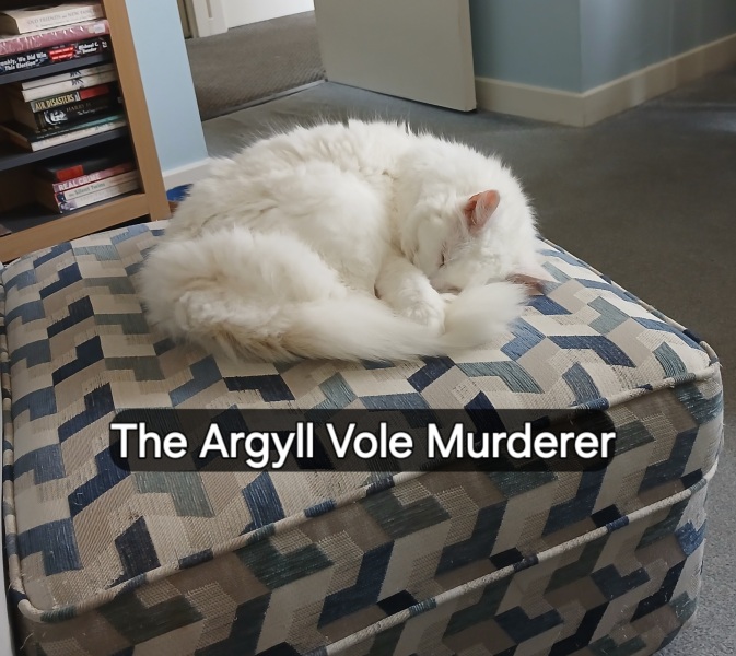 Rodents and Risk Assessments - the Excellent Cats applaud Gizmo's recent achievements