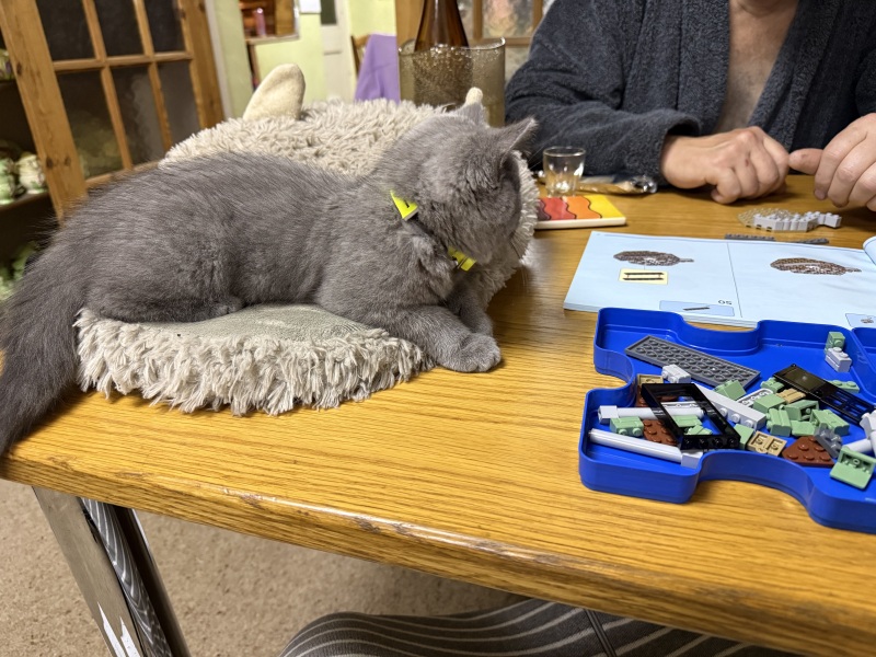Rodents and Risk Assessments - the Excellent Cats applaud Gizmo's recent achievements