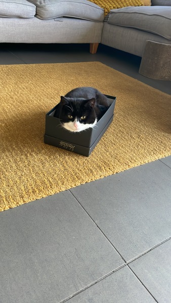 What unusual domain would your cat be the god of?