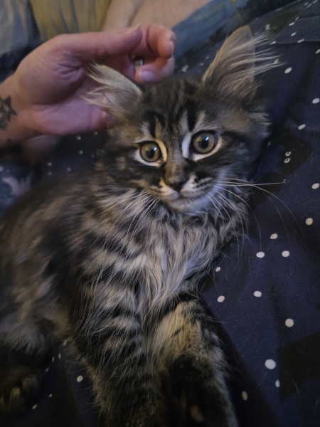 Kitten love ❤️ meet vlad 🥰
