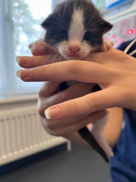 kitten adoption advice