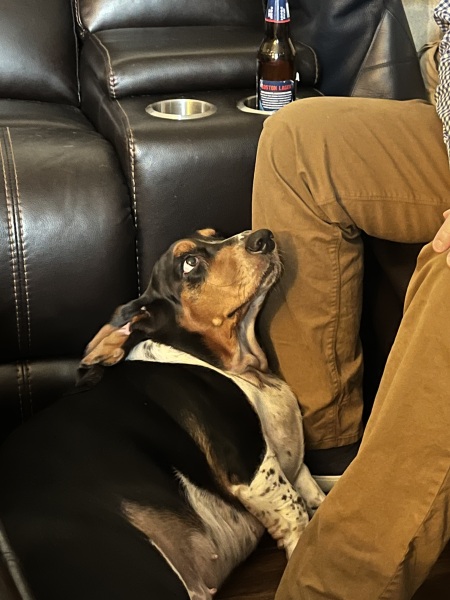 To love basset hounds