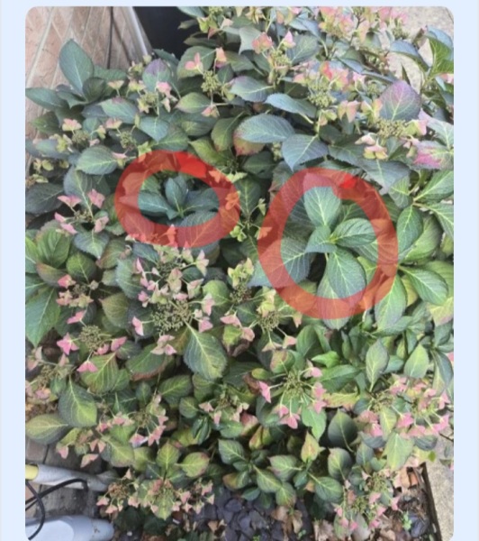 Hydrangea cuttings