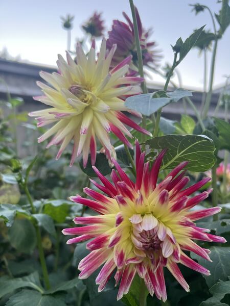 Dahlia Watch 2026