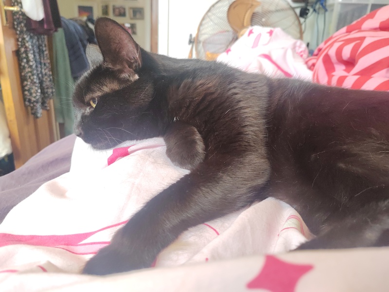 How have you upset your cat today?