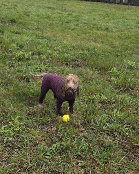 Good trousers for walking the dog in the rain which work if you’re pear shaped & short