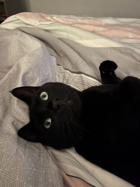 What unusual domain would your cat be the god of?