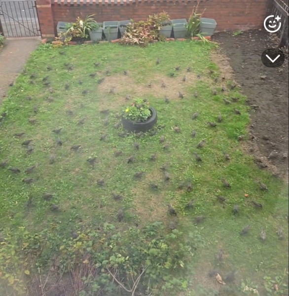 What have you done in the garden today? Part 9