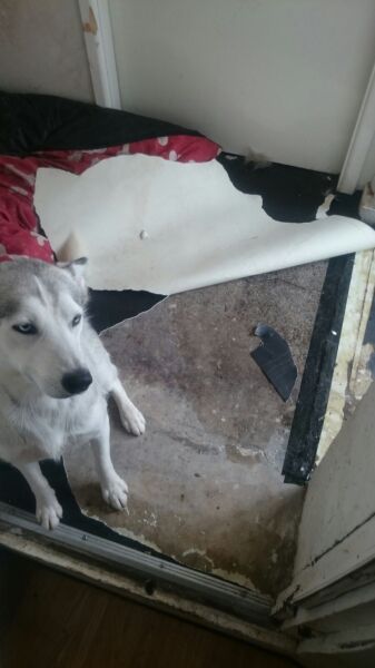 What's the worst thing your pet has done?