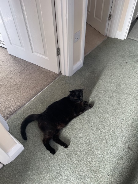 Does you cat sleep in random places?