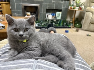 Rodents and Risk Assessments - the Excellent Cats applaud Gizmo's recent achievements