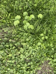 Need serious help with my “lawn”
