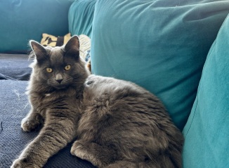 Is it fine to brush a cat every day?
