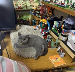 Rodents and Risk Assessments - the Excellent Cats applaud Gizmo's recent achievements