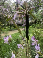 Niche - South African tree ID