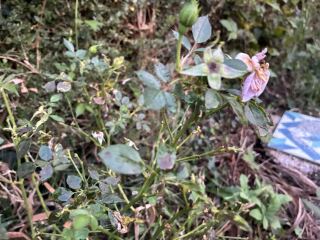 What’s wrong with my mini rose bush?