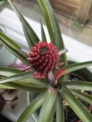 My pineapple plant is flowering!