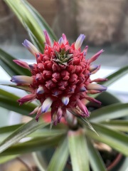 My pineapple plant is flowering!