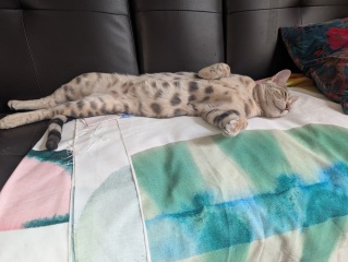 Rodents and Risk Assessments - the Excellent Cats applaud Gizmo's recent achievements