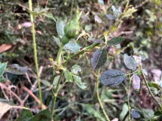 What’s wrong with my mini rose bush?