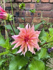 Dahlia Watch 2026