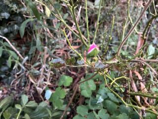 What’s wrong with my mini rose bush?