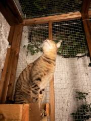 Catio company recommendations?
