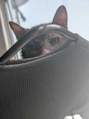 Rodents and Risk Assessments - the Excellent Cats applaud Gizmo's recent achievements