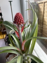 My pineapple plant is flowering!