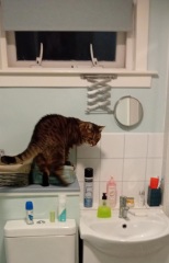 What unusual domain would your cat be the god of?