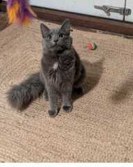 Rodents and Risk Assessments - the Excellent Cats applaud Gizmo's recent achievements