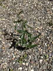 What have you done in the garden today? Part 9
