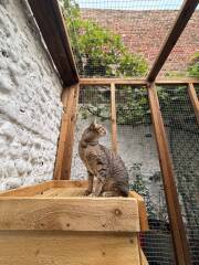 Catio company recommendations?
