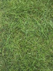Lawn