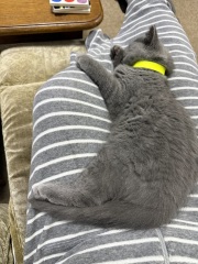 Rodents and Risk Assessments - the Excellent Cats applaud Gizmo's recent achievements