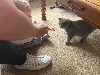 Rodents and Risk Assessments - the Excellent Cats applaud Gizmo's recent achievements