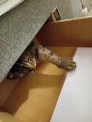 How have you upset your cat today?