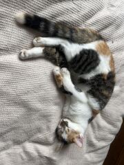 New tiny kitten