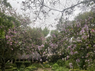 Niche - South African tree ID