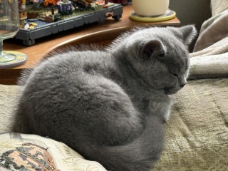 Rodents and Risk Assessments - the Excellent Cats applaud Gizmo's recent achievements