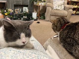 Rodents and Risk Assessments - the Excellent Cats applaud Gizmo's recent achievements