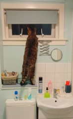 What unusual domain would your cat be the god of?