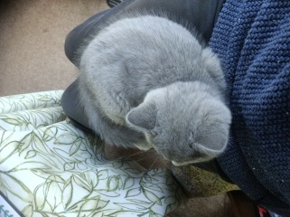 Rodents and Risk Assessments - the Excellent Cats applaud Gizmo's recent achievements