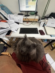 Is it fine to brush a cat every day?