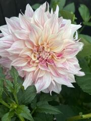 Dahlia Watch 2026