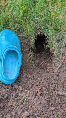 What's digging this hole in my garden?