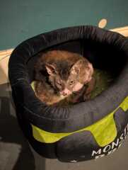Rodents and Risk Assessments - the Excellent Cats applaud Gizmo's recent achievements