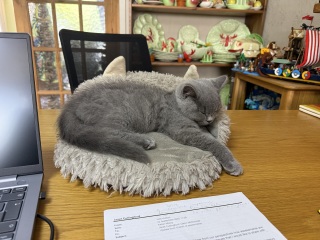 Rodents and Risk Assessments - the Excellent Cats applaud Gizmo's recent achievements