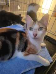 Rodents and Risk Assessments - the Excellent Cats applaud Gizmo's recent achievements
